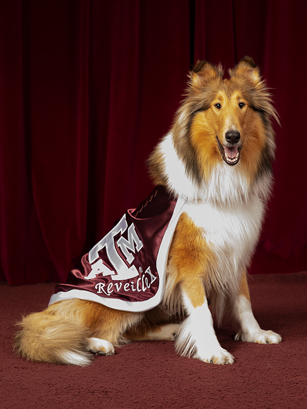 Reveille X: The official mascot of Texas A&M
