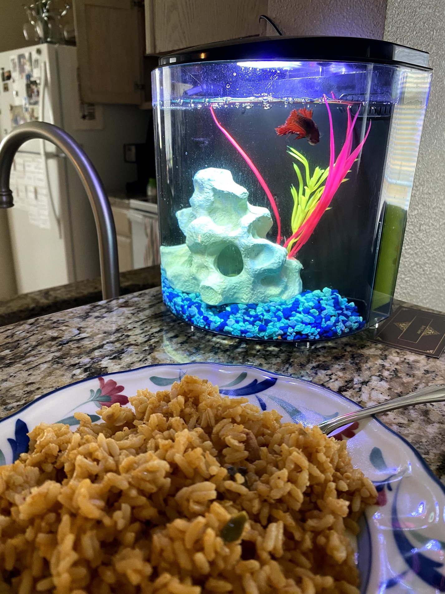 A student's bowl of rice and her goldfish bowl on the counter